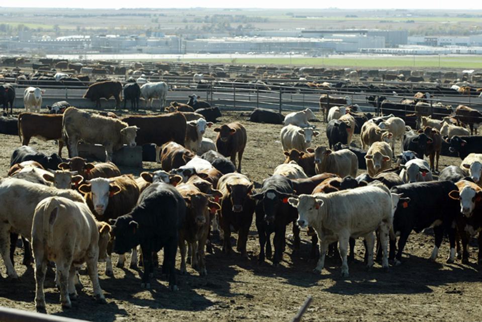 USA - Beef - Cattle in Kansas Feedlot