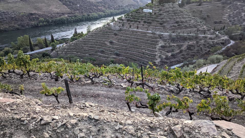The couple of parcles that make the Graham's Stone Terraces on the Quinta dos Malvedos property