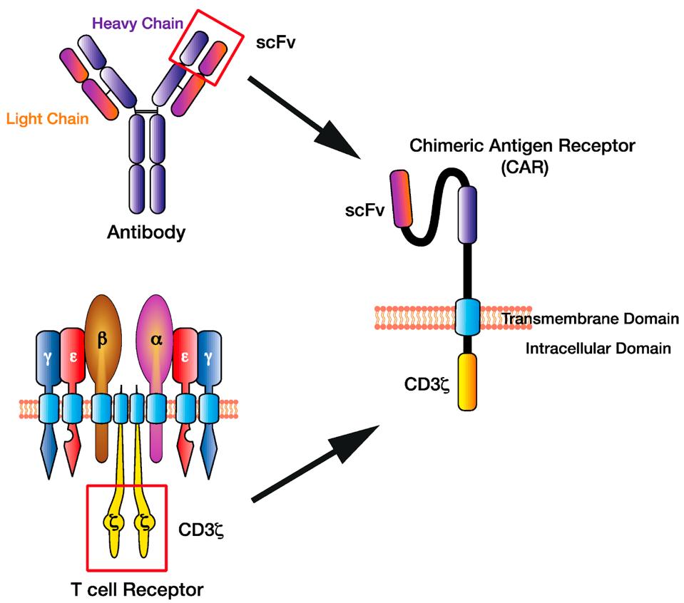 Hybrid CAR T receptor