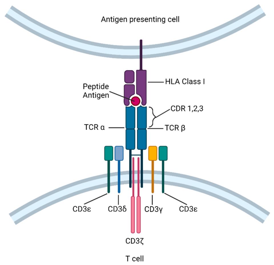 Schematic of T Cell Receptor