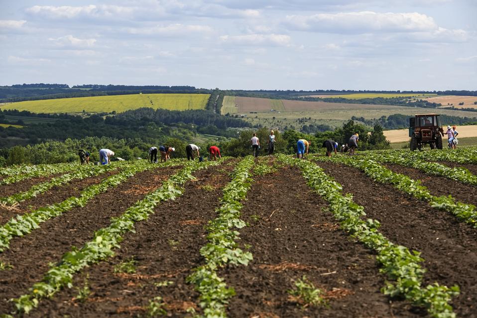 Agriculture In Ukraine
