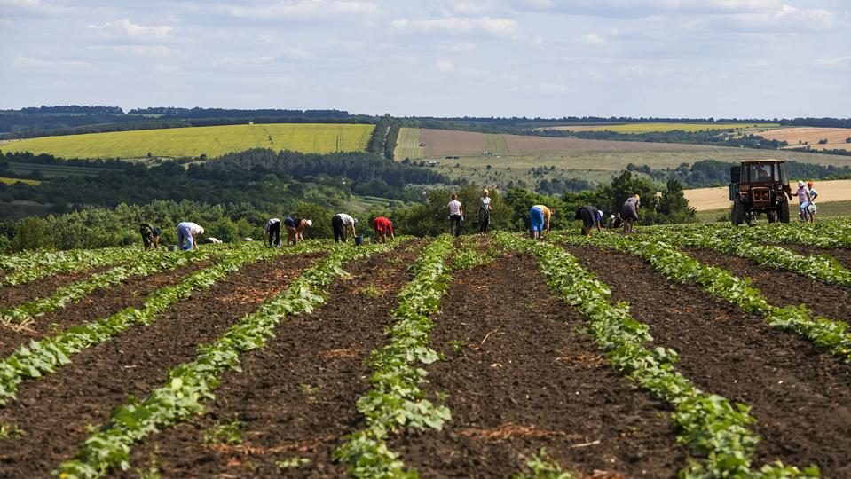 Agriculture In Ukraine