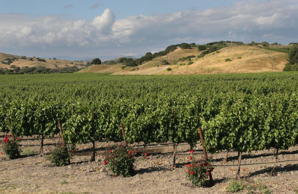 Vines grow in the central Californian hi