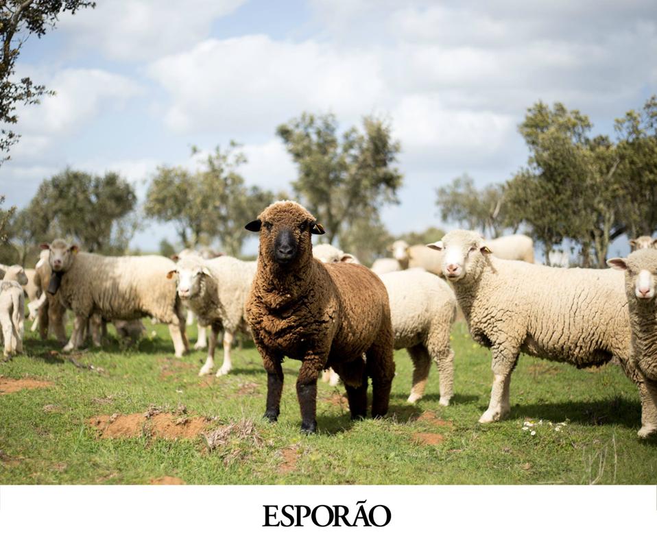 Sheep on the Esporão estate in Alentejo Photo Credit  Esporão