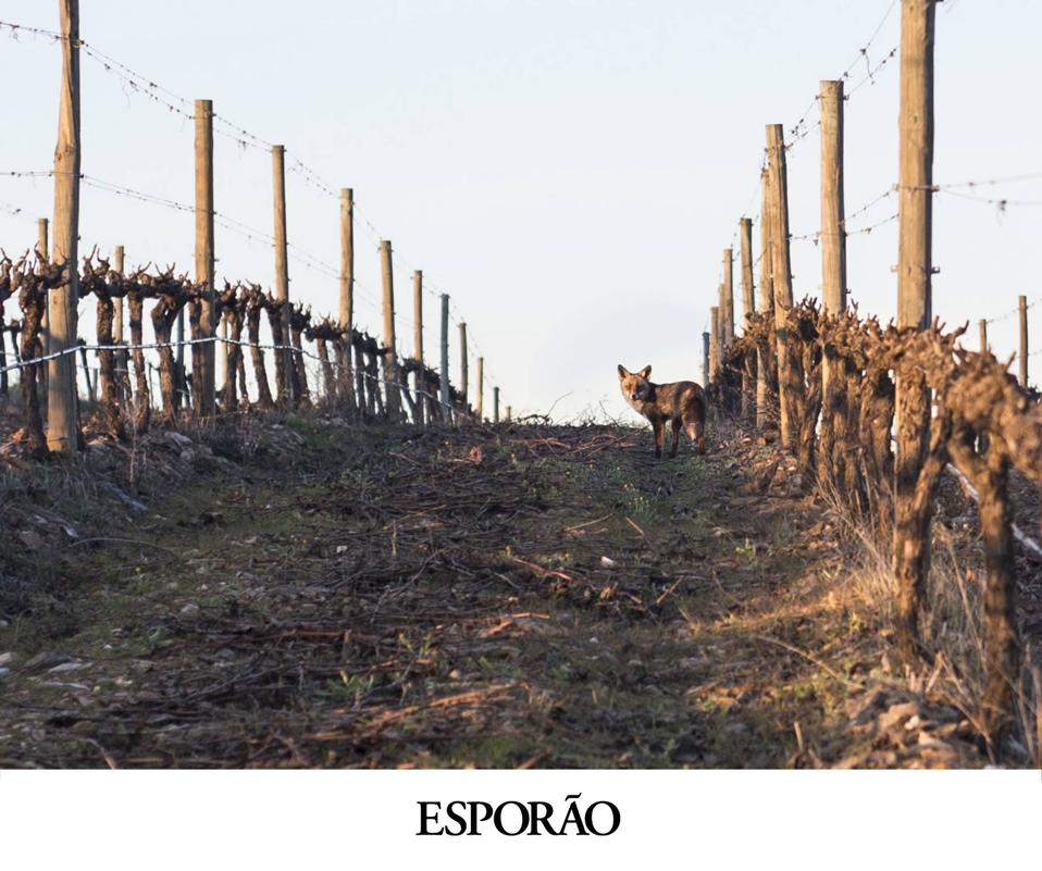 Fox on Esporão estate  Photo Credit Esporão