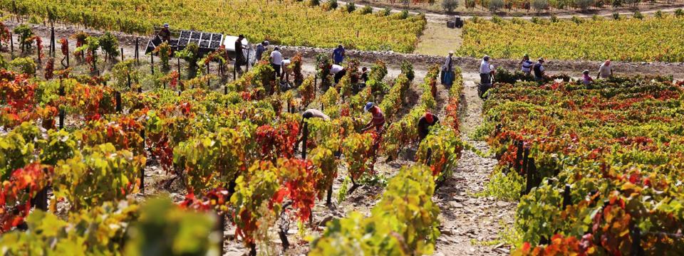 Esporão estate vineyards Photo Credit Esporão