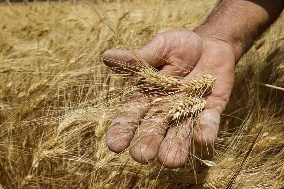 Wheat in mans hand