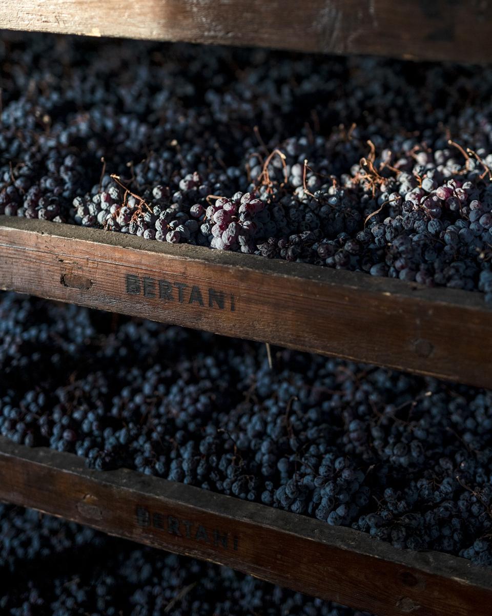 WIDER The drying process “messa a riposo” at Bertani    Cantine Bertani