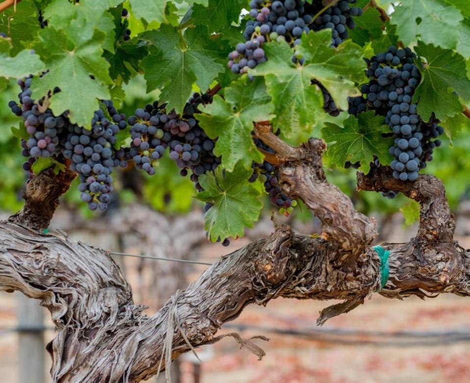 Luxury Cabernet Sauvignons From Napa Valley