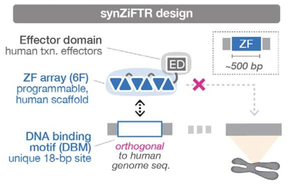 Synthetic gene circuit