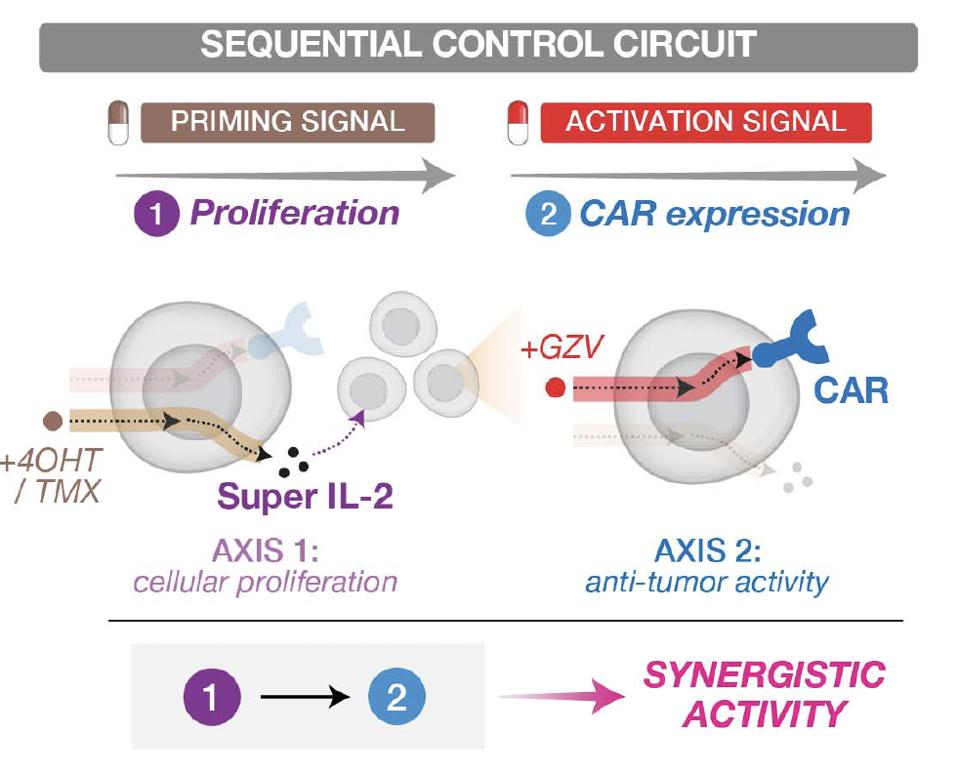 sequential control of a synthetic gene circuit