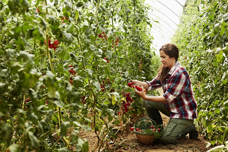 Worker harvesting tomatoes at organic farm