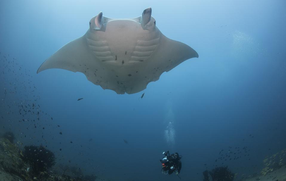 Dra. Stephanie Venables, investigadora de la Marine Megafauna Foundation, fotografiando una mantarraya de arrecife