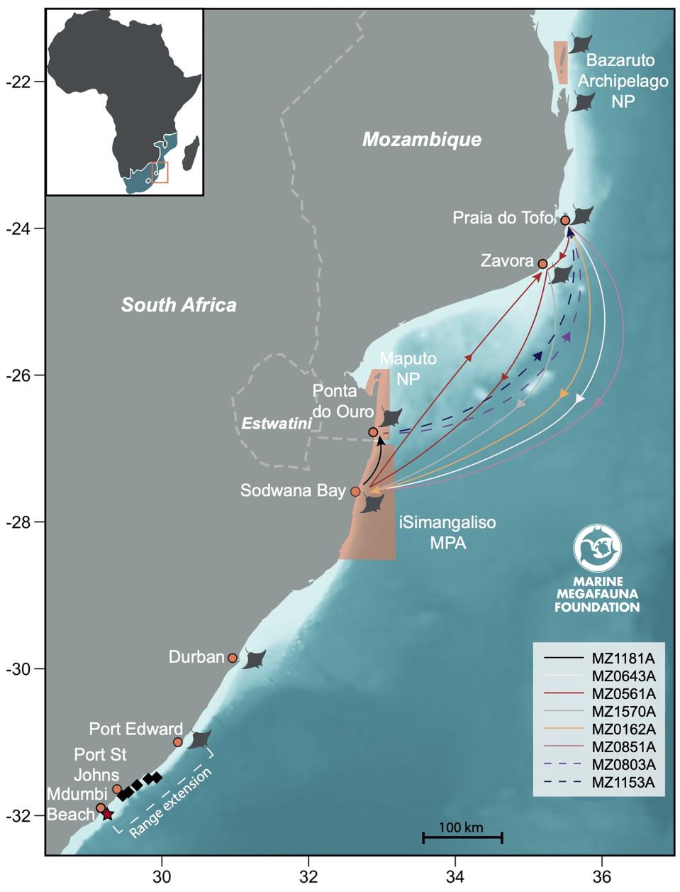 Figura que muestra la distancia que nadan las mantas