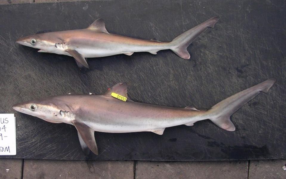 Tiburones nocturnos
