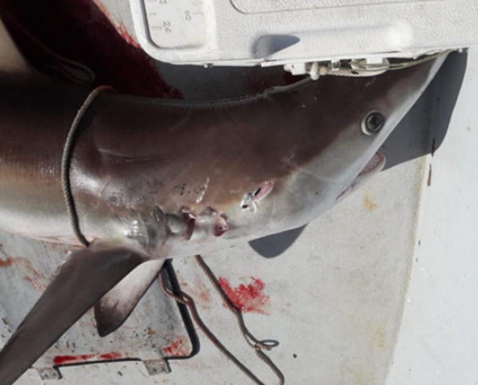 Tiburón nocturno enredado en equipo de anzuelo y línea usado