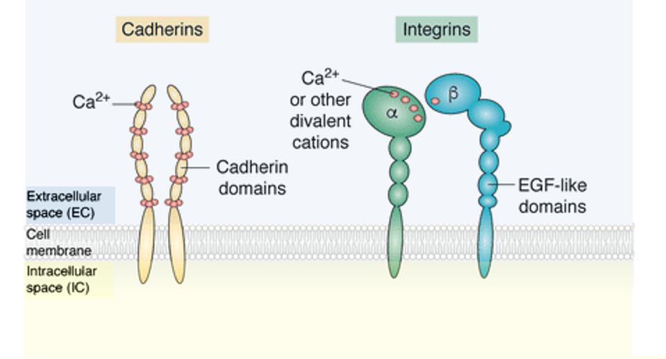 cell adhesion molecules, cadherins and integrins