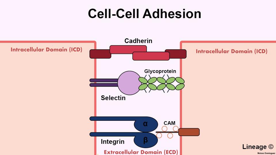types of cell cell adhesion interactions