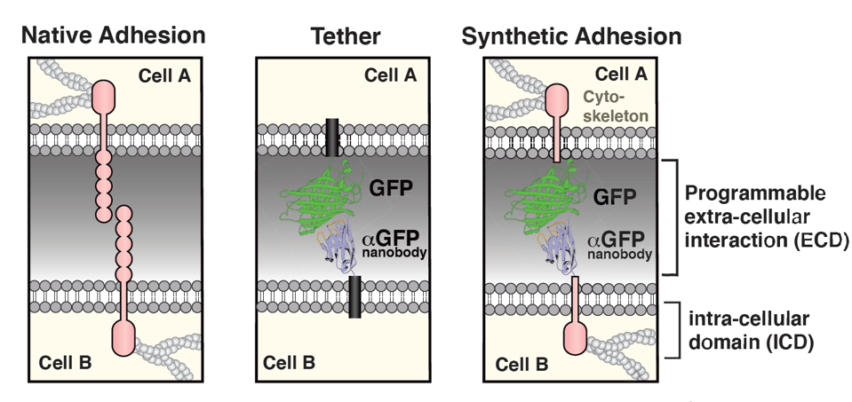 Native adhesion molecule versus extracellular tether versus synthetic adhesion molecule