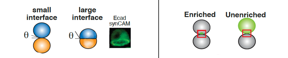 interfaces formed through cell adhesion molecule experiment
