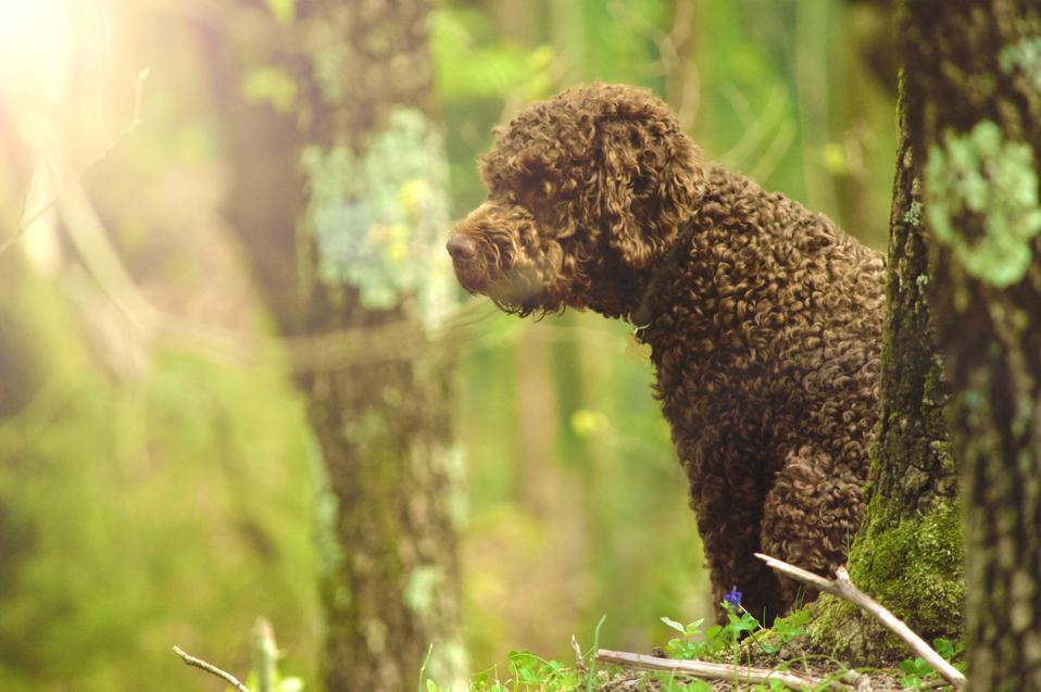 Lagotto Romagnolo purebred dog portrait
