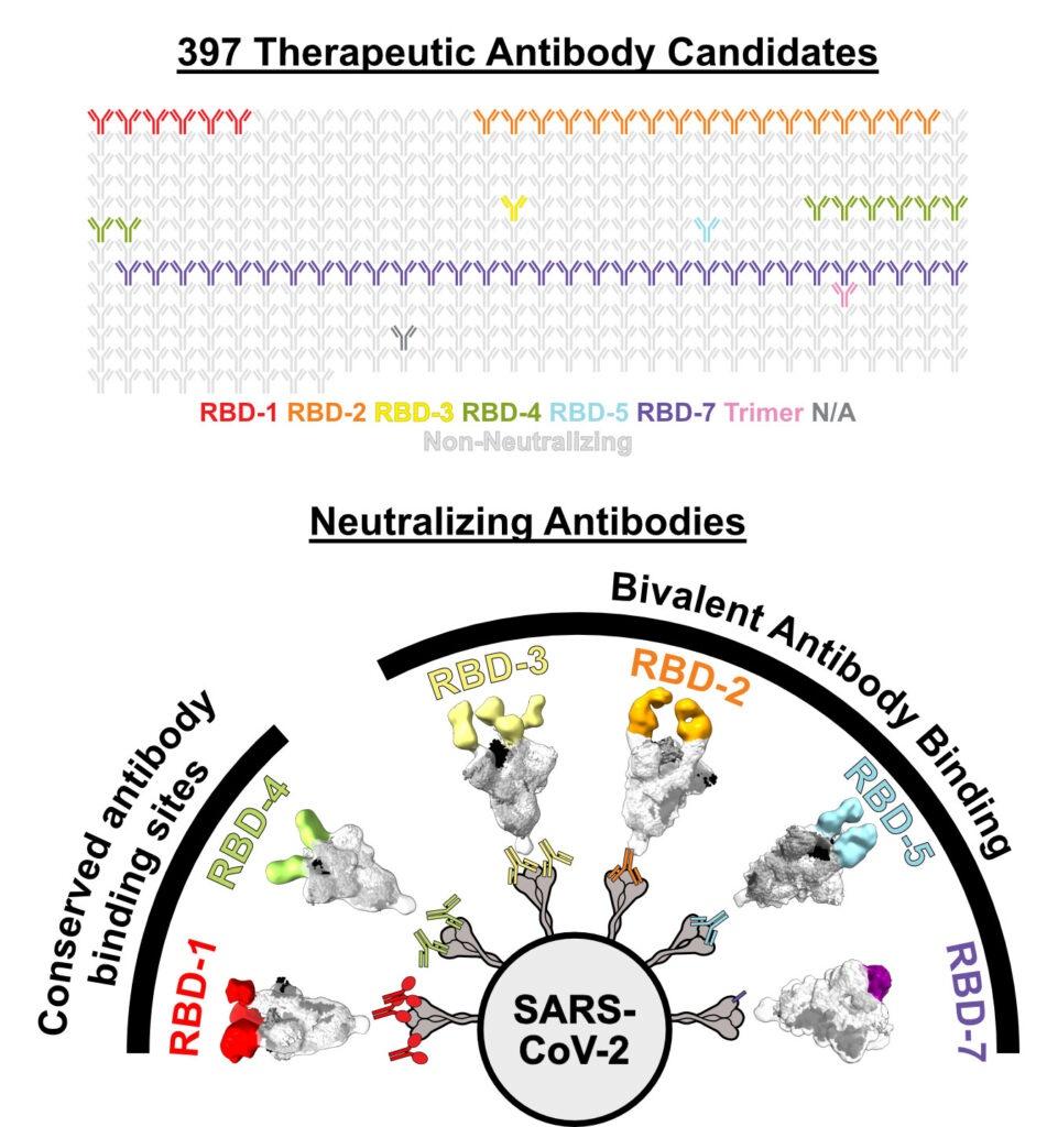 Diagram of potential therapeutic antibodies