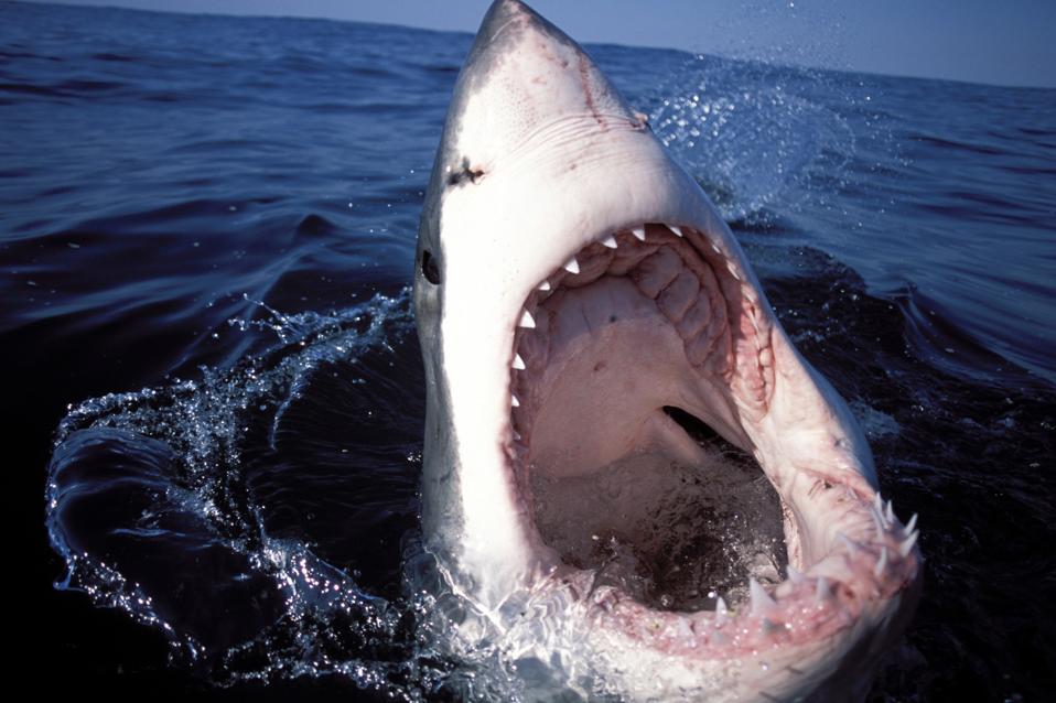 Great White Shark.
