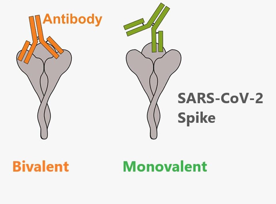 Bivalent Antibodies For Covid-19: Two Hands Are Better Than One – ACCESS