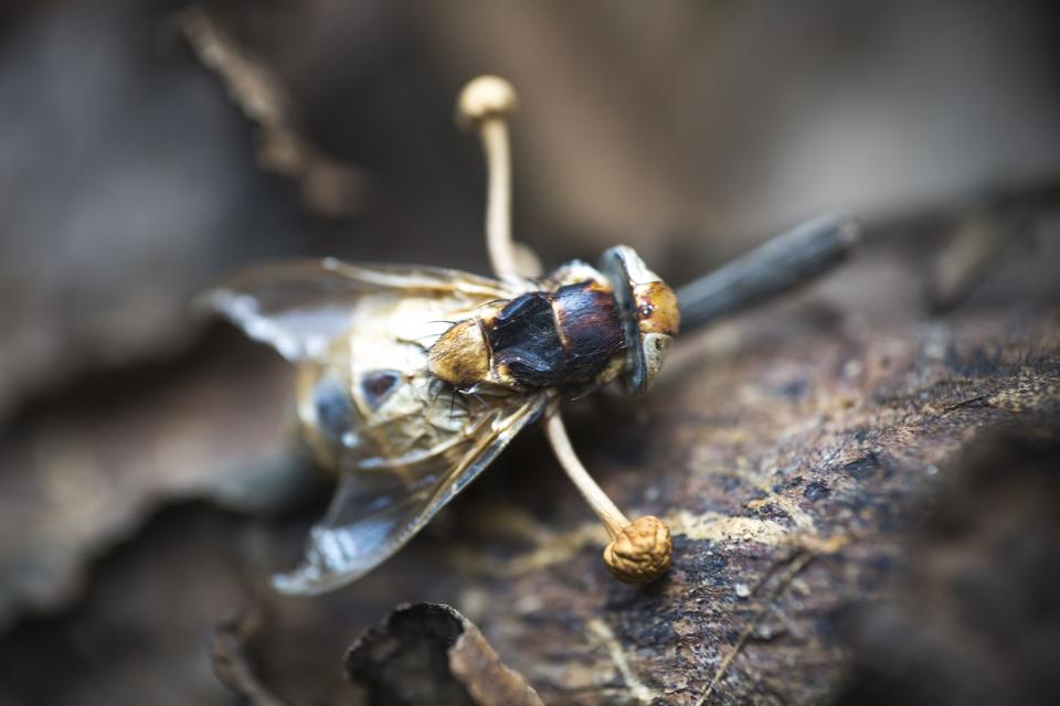 parasitized by a Cordyceps fungus in rainforest. Ma Da forest, Vietnam