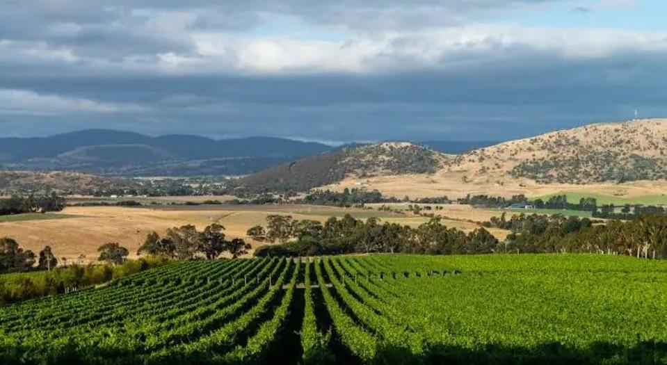 Vineyards Tasmania