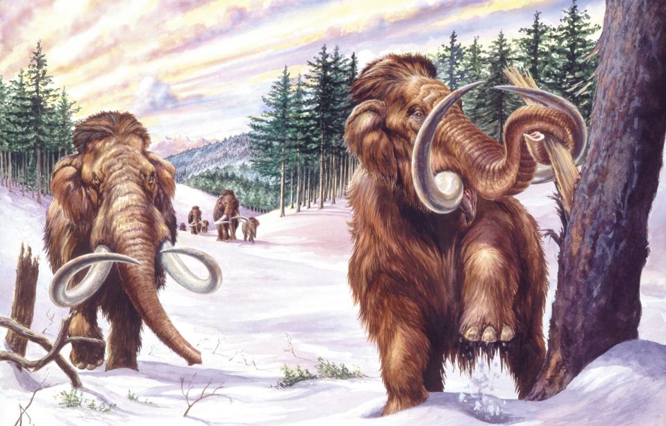 Ілюстрація стада мамонтів (Mammuthus primigenius) у зимовому пейзажі