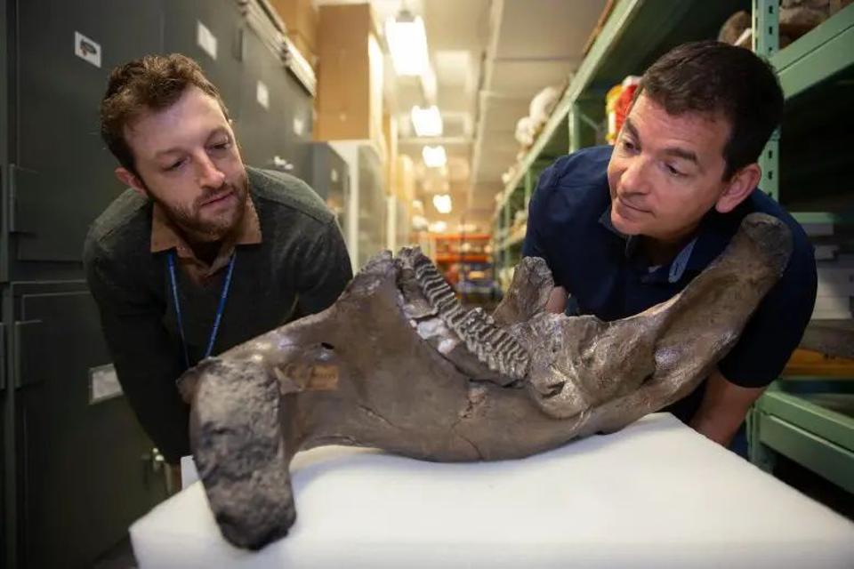 Ендрю Хіглі_UC_Mammoth_DNA