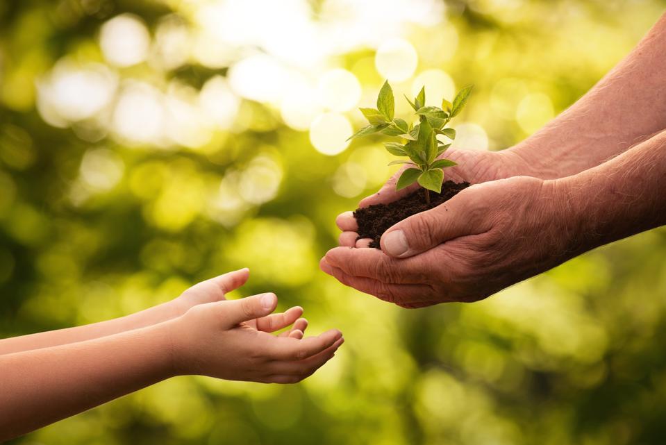 Primer plano de manos mayores dando una pequeña planta a un niño