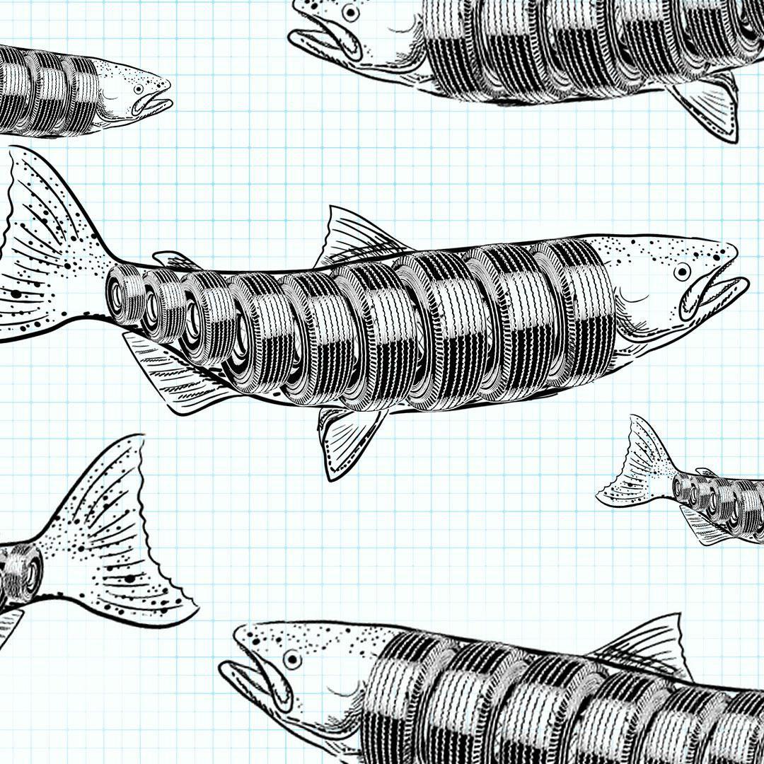 Una ilustración de salmón coho lleno de pequeños neumáticos en sus sistemas.