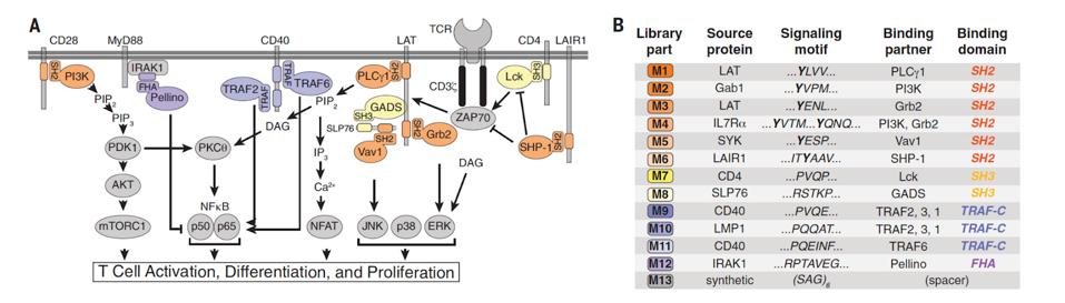 Natural signaling molecules to make signal motif library