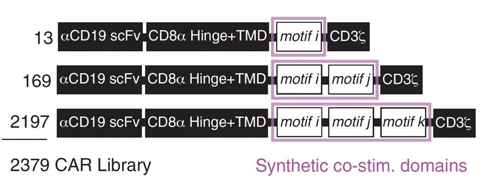 Placement of signal motifs in anti-CD19 CAR T cell