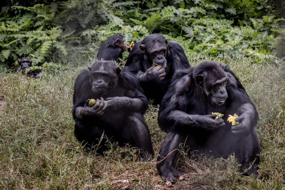 DRCONGO-MEDIO AMBIENTE