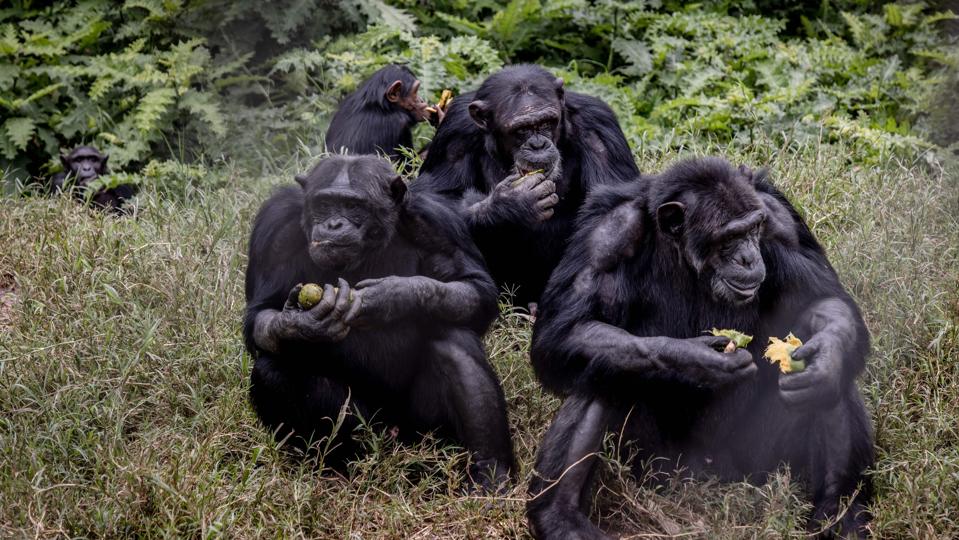 DRCONGO-MEDIO AMBIENTE
