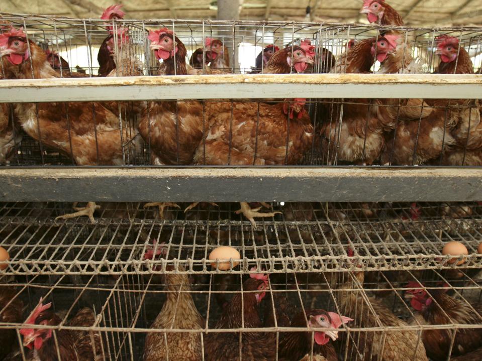 Industrially raised poultry crammed in cages.