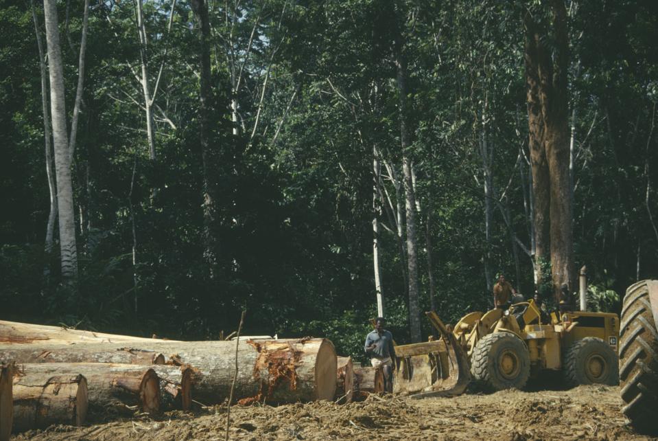 GABÓN Industria Ndjole. Hilera de árboles talados por madereros para la industria maderera.