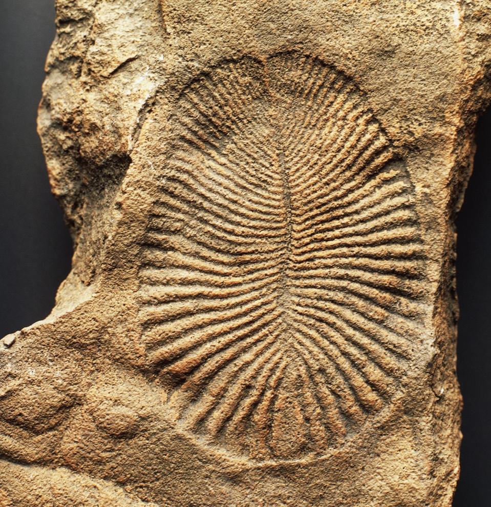 Dickinsonia costata fossil, Ediacaran biota