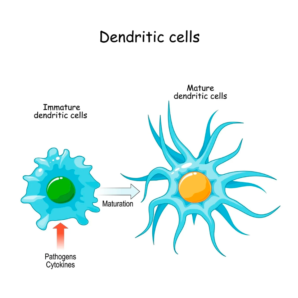Dendritic cells