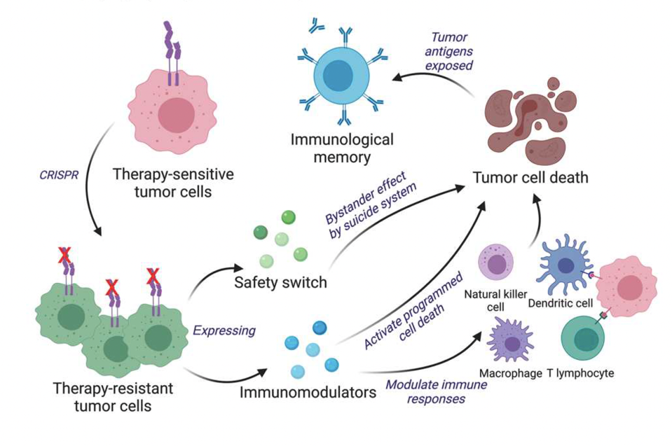 Study procedure, cancer cell-based vaccine