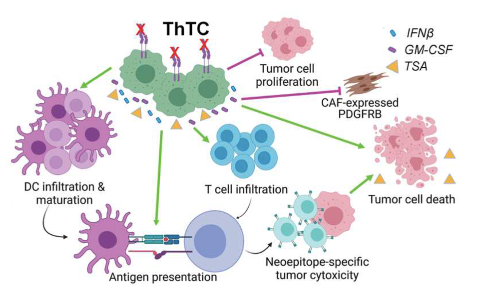 Cancer cell-based vaccine mechanisms