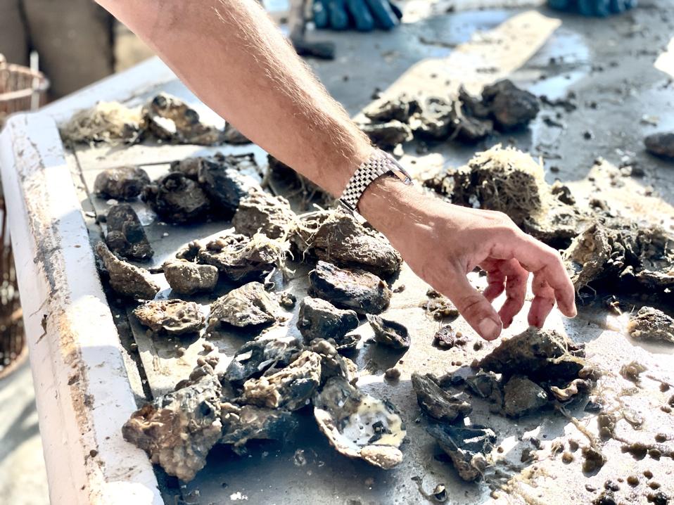 A hand picking up fresh oysters