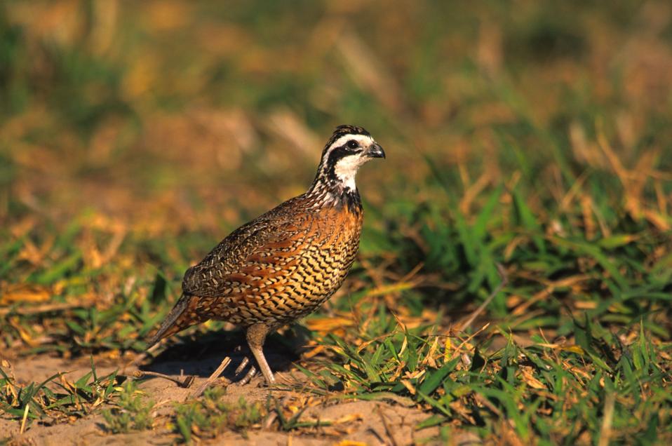 single bobwhite quail 