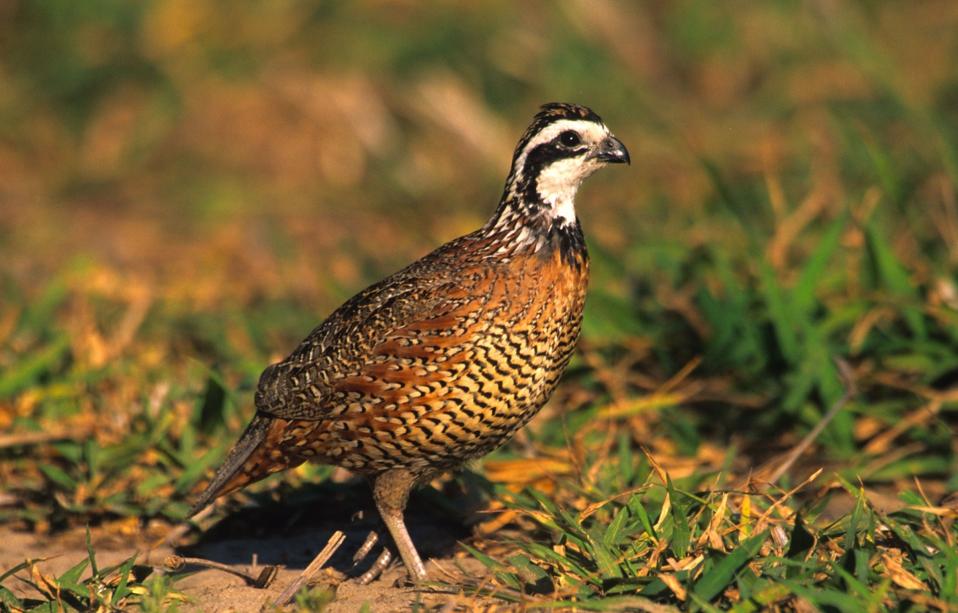 single bobwhite quail