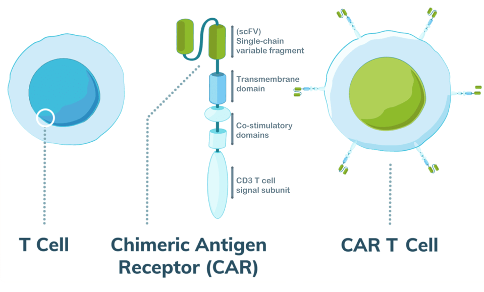 CAR T cell design