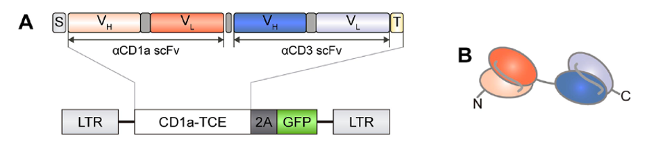 Genetic and domain structure of bispecific antibody