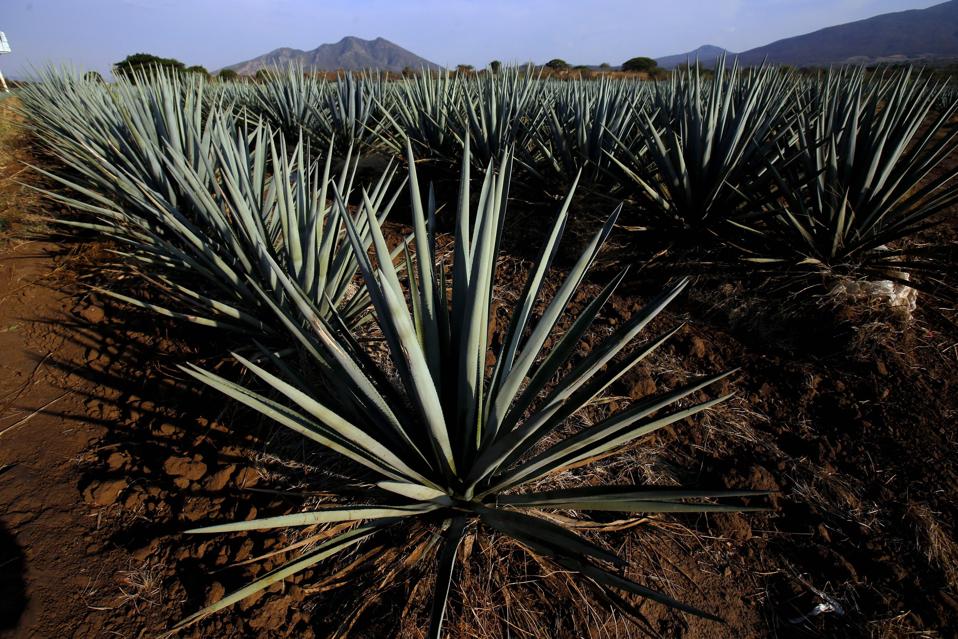 MEXICO-US-ECONOMY-TEQUILA